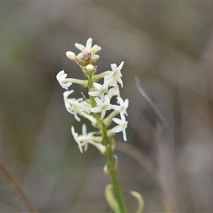 Stackhousia monogyna at Hume, ACT - 4 Oct 2024 01:19 PM