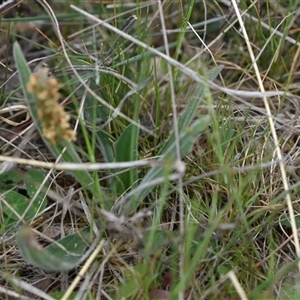 Plantago varia at Hume, ACT - 4 Oct 2024