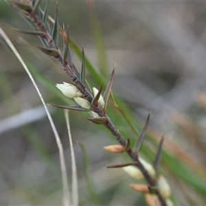 Melichrus urceolatus at Hume, ACT - 4 Oct 2024