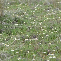 Calotis anthemoides (Chamomile Burr-daisy) at Hume, ACT - 4 Oct 2024 by Venture