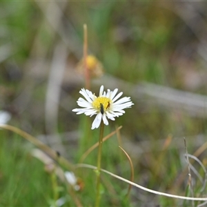 Calotis anthemoides at Hume, ACT - 4 Oct 2024