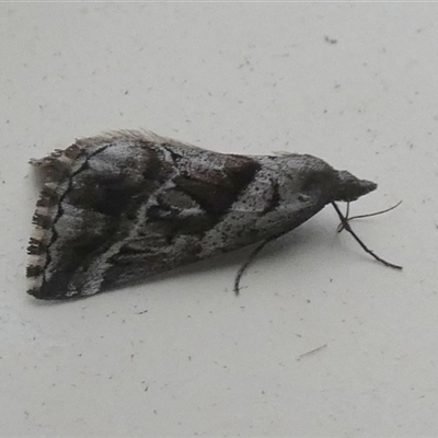 Dichromodes stilbiata (White-barred Heath Moth) at Borough, NSW - 11 Oct 2024 by Paul4K