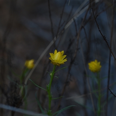 Xerochrysum viscosum (Sticky Everlasting) at Acton, ACT - 3 Oct 2024 by Venture