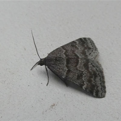 Dichromodes ainaria (A geometer or looper moth) at Borough, NSW - 12 Oct 2024 by Paul4K