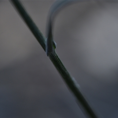 Senecio sp. (A Fireweed) at Bruce, ACT - 3 Oct 2024 by Venture