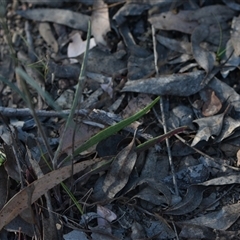 Senecio sp. at Bruce, ACT - 3 Oct 2024 03:51 PM