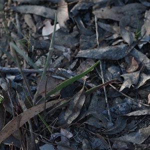 Senecio sp. at Bruce, ACT - 3 Oct 2024