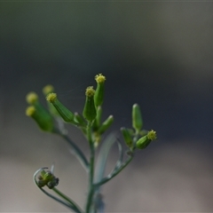 Senecio sp. at Bruce, ACT - 3 Oct 2024 03:51 PM