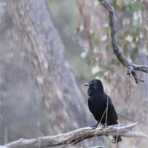 Corvus coronoides at Throsby, ACT - 13 Oct 2024 05:30 PM