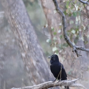 Corvus coronoides at Throsby, ACT - 13 Oct 2024 05:30 PM