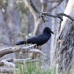 Corvus coronoides at Throsby, ACT - 13 Oct 2024 05:30 PM