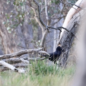 Corvus coronoides at Throsby, ACT - 13 Oct 2024 05:30 PM