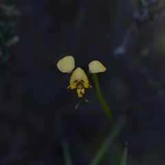 Diuris nigromontana (Black Mountain Leopard Orchid) at Bruce, ACT - 3 Oct 2024 by Venture