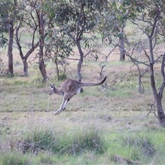 Macropus giganteus (Eastern Grey Kangaroo) at Throsby, ACT - 13 Oct 2024 by JimL