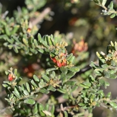 Grevillea alpina (Mountain Grevillea / Cat's Claws Grevillea) at Bruce, ACT - 3 Oct 2024 by Venture