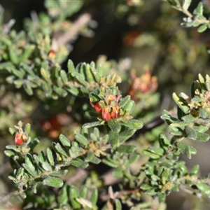 Grevillea alpina at Bruce, ACT - 3 Oct 2024