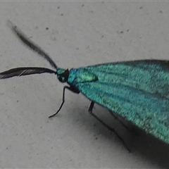 Pollanisus (genus) at Borough, NSW - 12 Oct 2024 06:12 AM