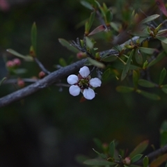 Gaudium multicaule (Teatree) at Bruce, ACT - 3 Oct 2024 by Venture