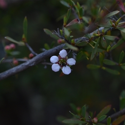 Gaudium multicaule (Teatree) at Bruce, ACT - 3 Oct 2024 by Venture