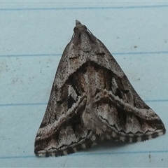 Dichromodes stilbiata (White-barred Heath Moth) at Borough, NSW - 11 Oct 2024 by Paul4K