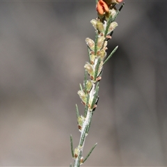 Dillwynia sericea (Egg And Bacon Peas) at Bruce, ACT - 3 Oct 2024 by Venture