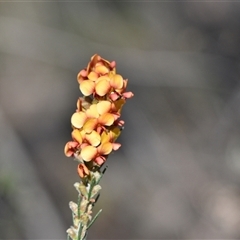 Dillwynia sericea at Bruce, ACT - 3 Oct 2024 03:07 PM