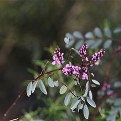 Indigofera australis subsp. australis (Australian Indigo) at Acton, ACT - 3 Oct 2024 by Venture