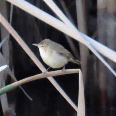 Acrocephalus australis (Australian Reed-Warbler) at Yarralumla, ACT - 13 Oct 2024 by lbradley