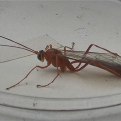 Netelia sp. (genus) (An Ichneumon wasp) at Borough, NSW - 11 Oct 2024 by Paul4K