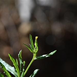 Senecio diaschides at Acton, ACT - 3 Oct 2024