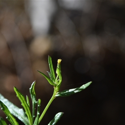 Senecio diaschides (Erect Groundsel) at Acton, ACT - 3 Oct 2024 by Venture