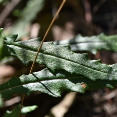 Senecio diaschides at Acton, ACT - 3 Oct 2024