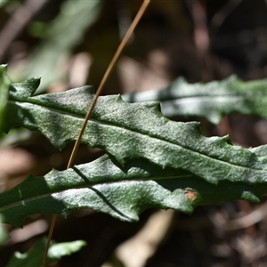 Senecio diaschides at Acton, ACT - 3 Oct 2024