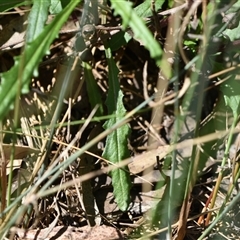 Senecio diaschides at Acton, ACT - 3 Oct 2024