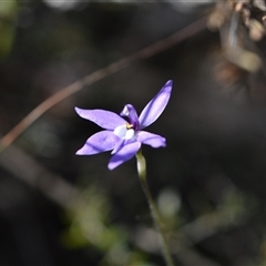 Glossodia major (Wax Lip Orchid) at Acton, ACT - 3 Oct 2024 by Venture