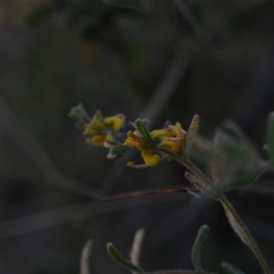 Grevillea alpina (Mountain Grevillea / Cat's Claws Grevillea) at Acton, ACT - 3 Oct 2024 by Venture