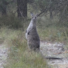 Macropus giganteus (Eastern Grey Kangaroo) at Borough, NSW - 12 Oct 2024 by Paul4K