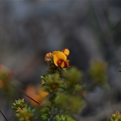 Pultenaea procumbens (Bush Pea) at Acton, ACT - 3 Oct 2024 by Venture