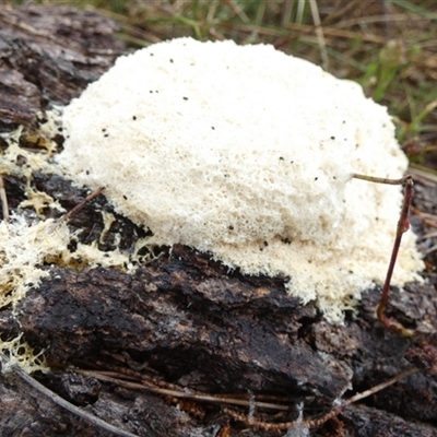 Fuligo septica (Scrambled egg slime) at Borough, NSW - 11 Oct 2024 by Paul4K