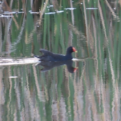 Gallinula tenebrosa (Dusky Moorhen) at Yarralumla, ACT - 13 Oct 2024 by lbradley