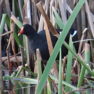 Gallinula tenebrosa at Yarralumla, ACT - 13 Oct 2024