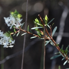 Pimelea linifolia subsp. linifolia (Queen of the Bush, Slender Rice-flower) at Acton, ACT - 3 Oct 2024 by Venture