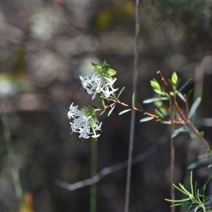 Pimelea linifolia subsp. linifolia at Acton, ACT - 3 Oct 2024