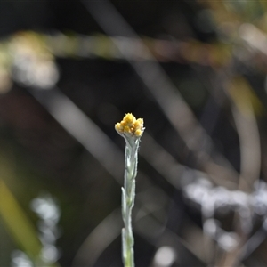 Chrysocephalum apiculatum at Acton, ACT - 3 Oct 2024