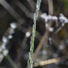 Chrysocephalum apiculatum at Acton, ACT - 3 Oct 2024