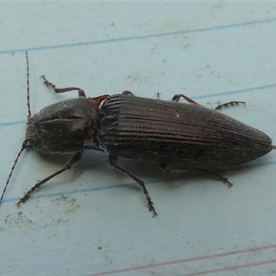 Unidentified Click beetle (Elateridae) at Borough, NSW - 12 Oct 2024 by Paul4K