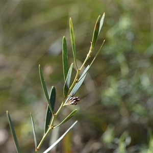 Daviesia mimosoides subsp. mimosoides at Acton, ACT - 3 Oct 2024