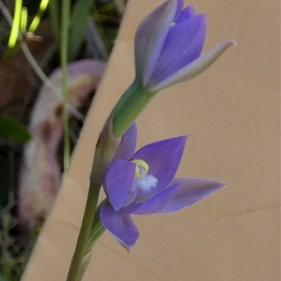 Thelymitra peniculata (Blue Star Sun-orchid) at Borough, NSW - 12 Oct 2024 by Paul4K