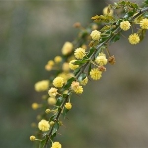 Acacia paradoxa at Kenny, ACT - 29 Sep 2024 12:37 PM