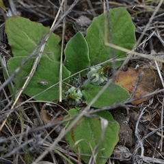 Cymbonotus sp. (preissianus or lawsonianus) (Bears Ears) at Kenny, ACT - 29 Sep 2024 by Venture